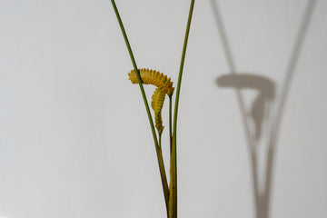 Rattle